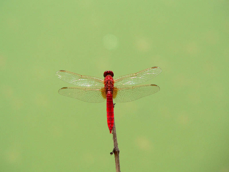 Anisotteri estivi